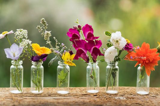 The Benefits of Rose Geranium Essential Oil