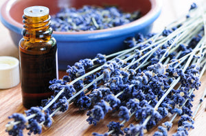 bottle of essential oil and bundle of lavender flowers