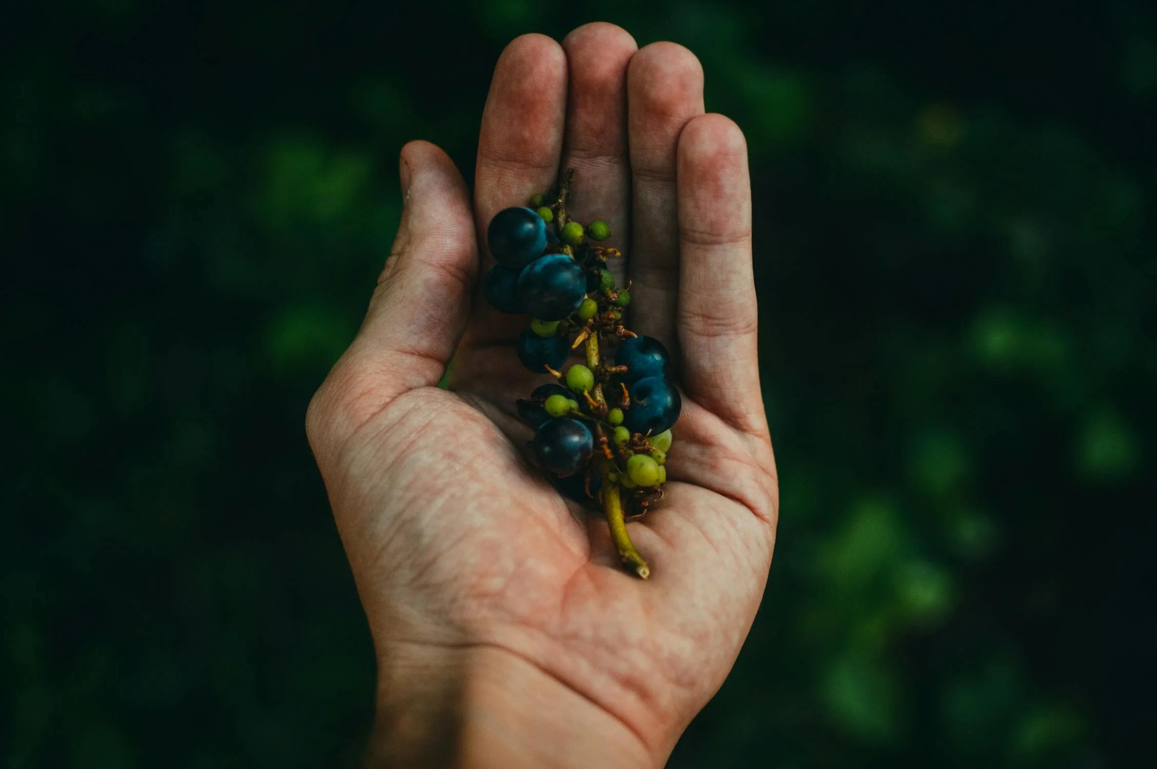 Elderberry Benefits