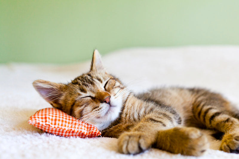 Trying to Get a Better Sleep? Try Melatonin